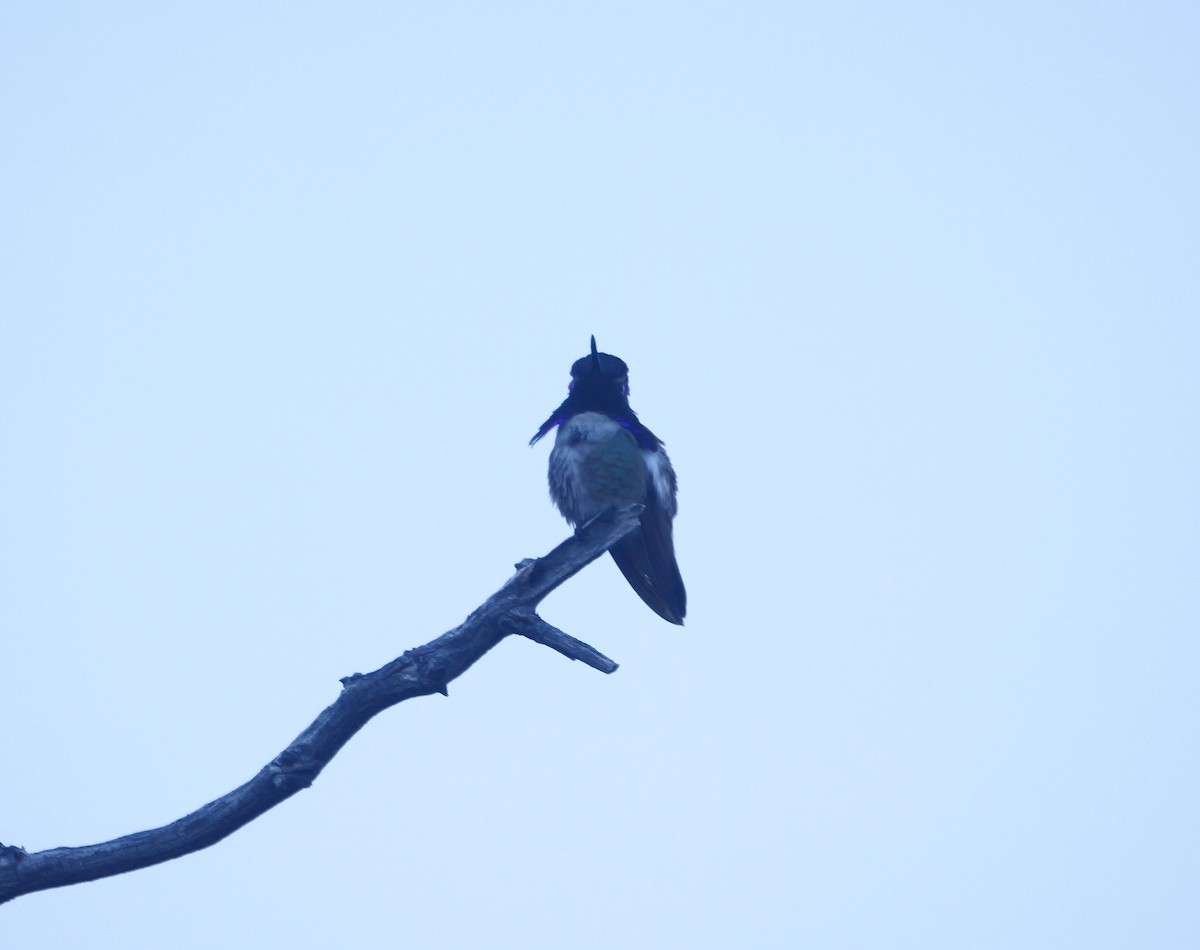 Costa's Hummingbird - ML617543204