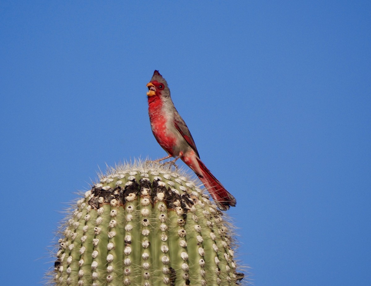 Arizona Kardinalı - ML617543239