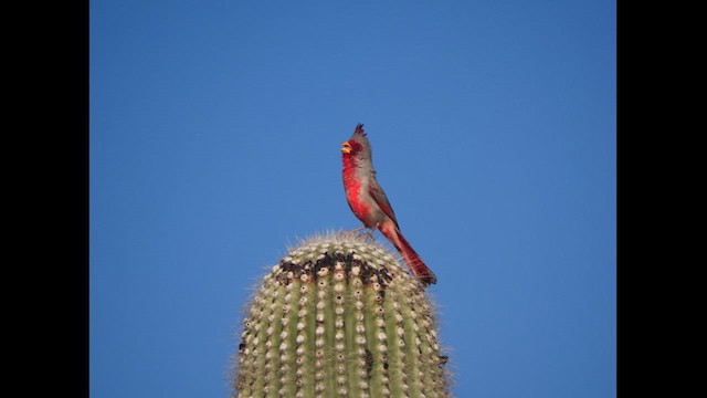 Arizona Kardinalı - ML617543240