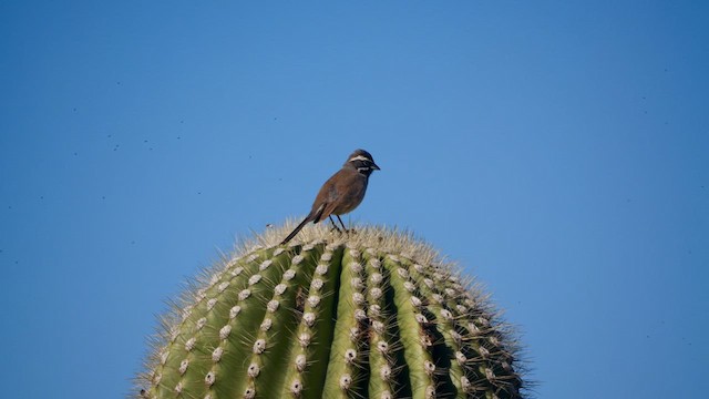 Black-throated Sparrow - ML617543249