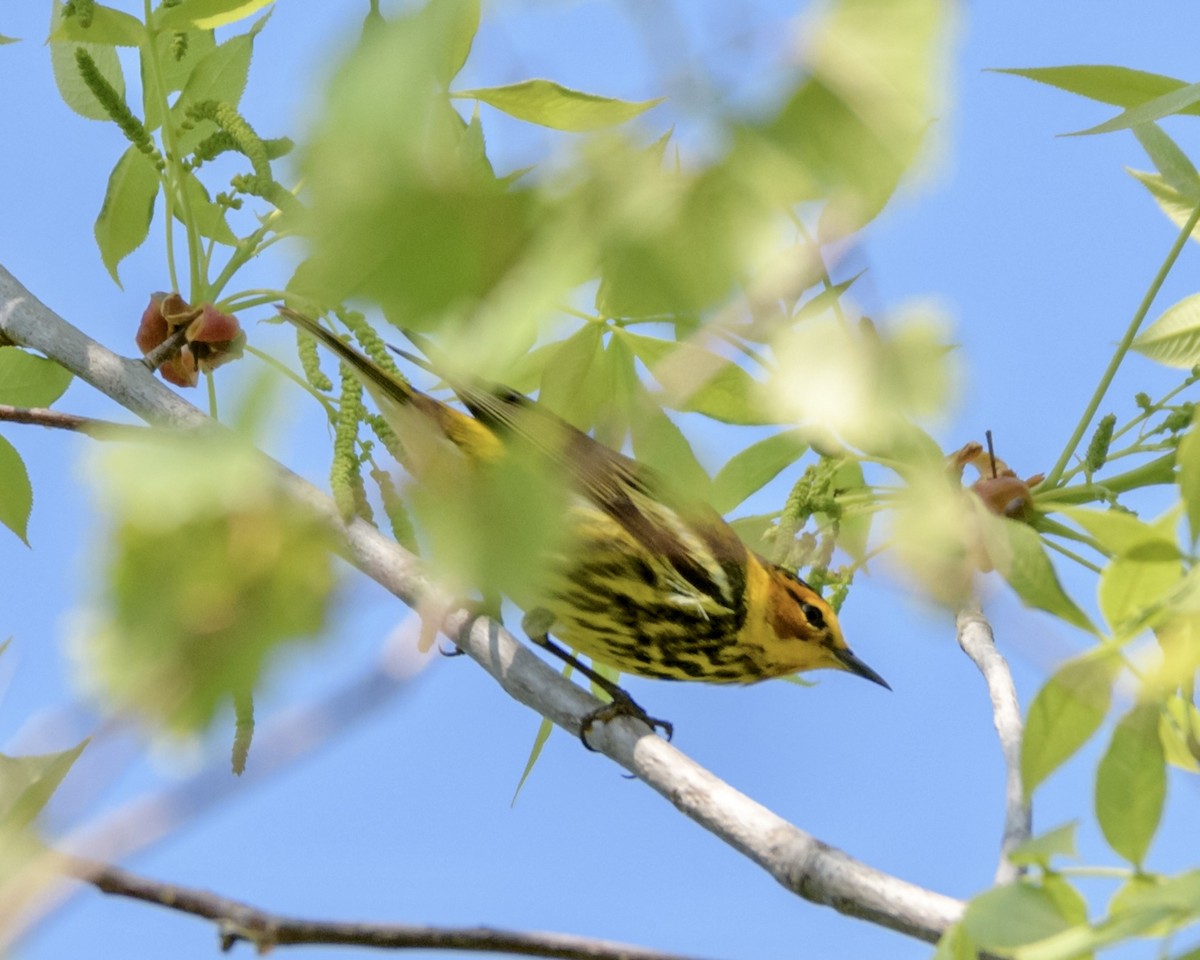 Cape May Warbler - ML617543250