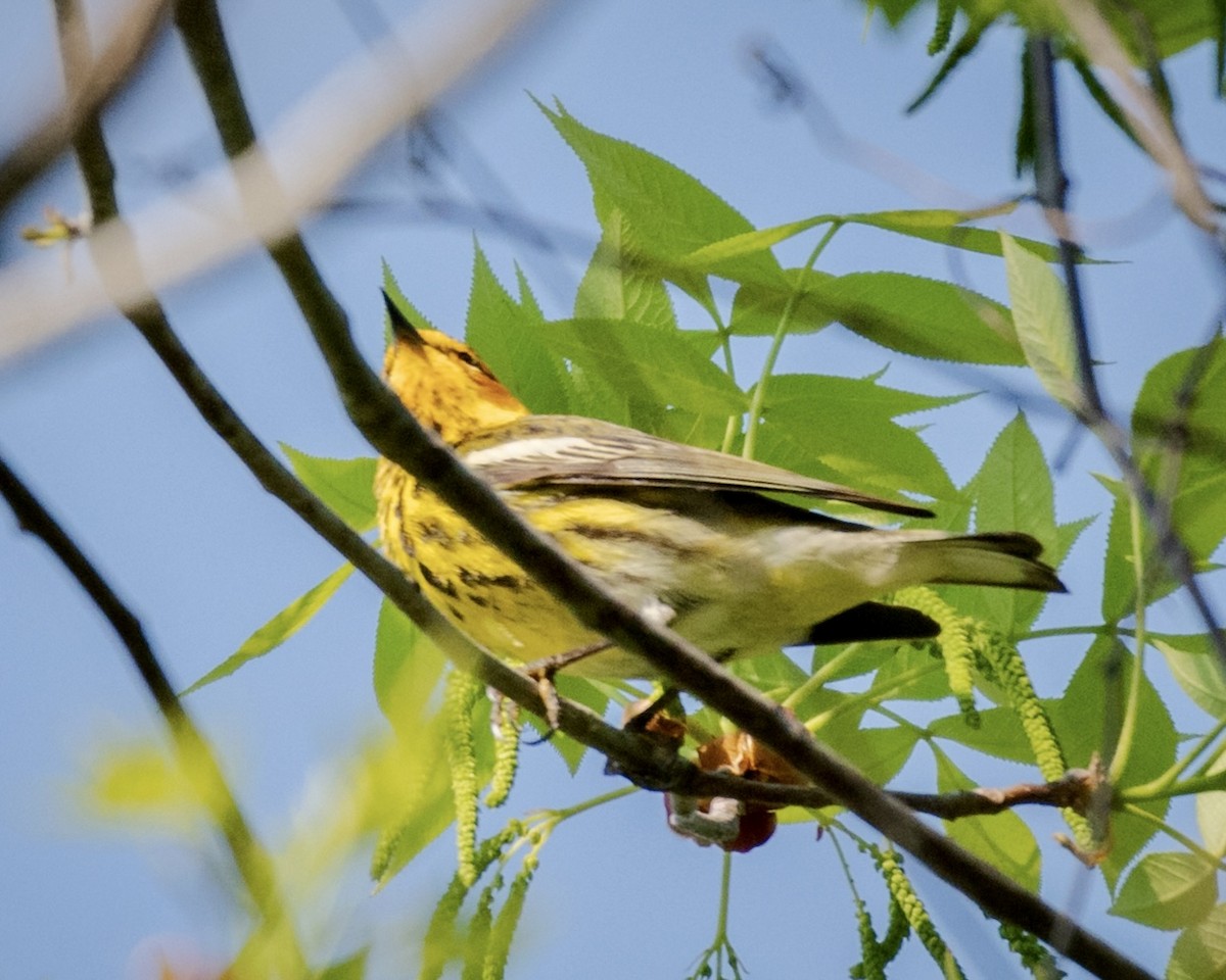 Cape May Warbler - ML617543251