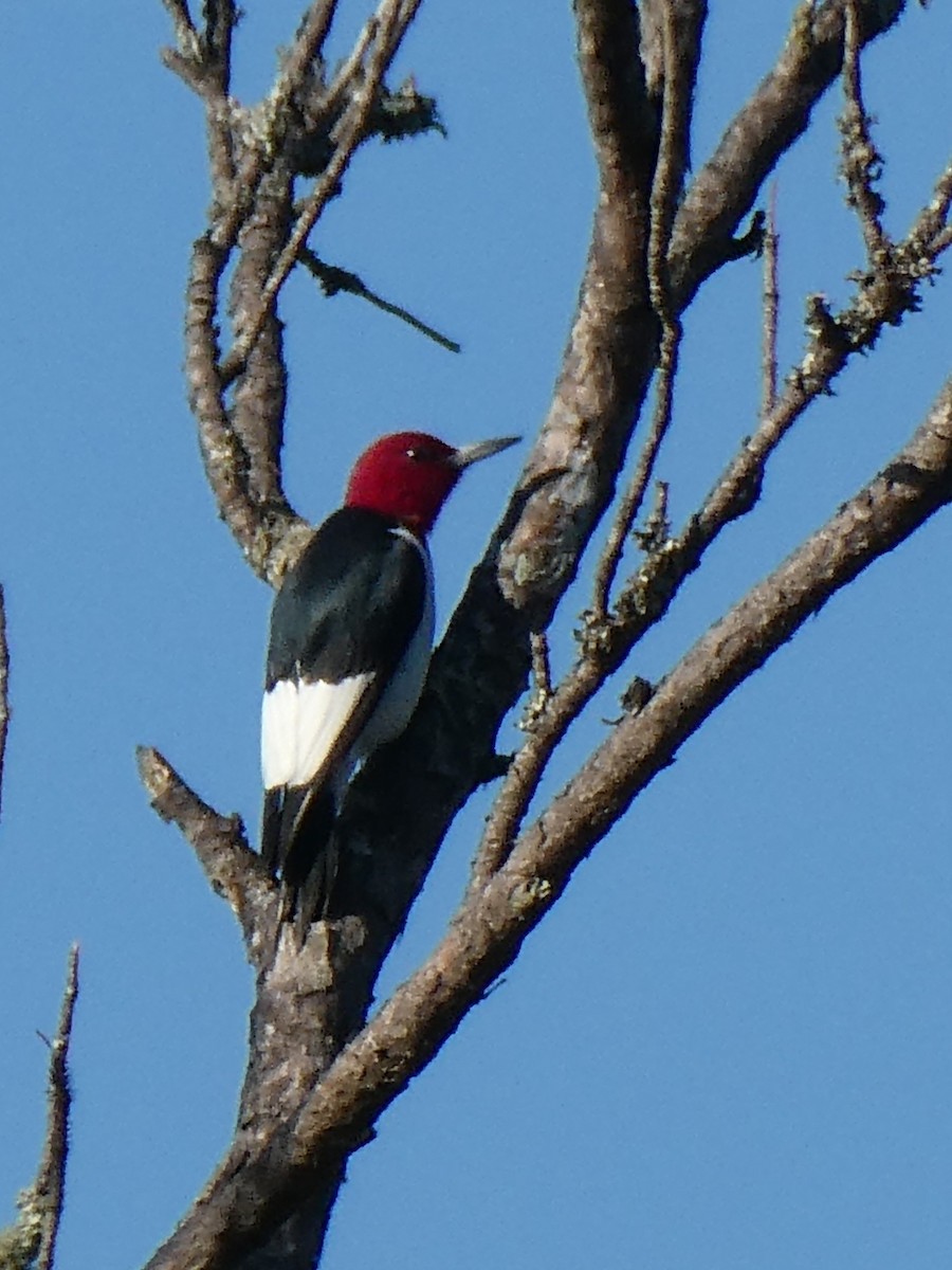 Red-headed Woodpecker - Anne Tews
