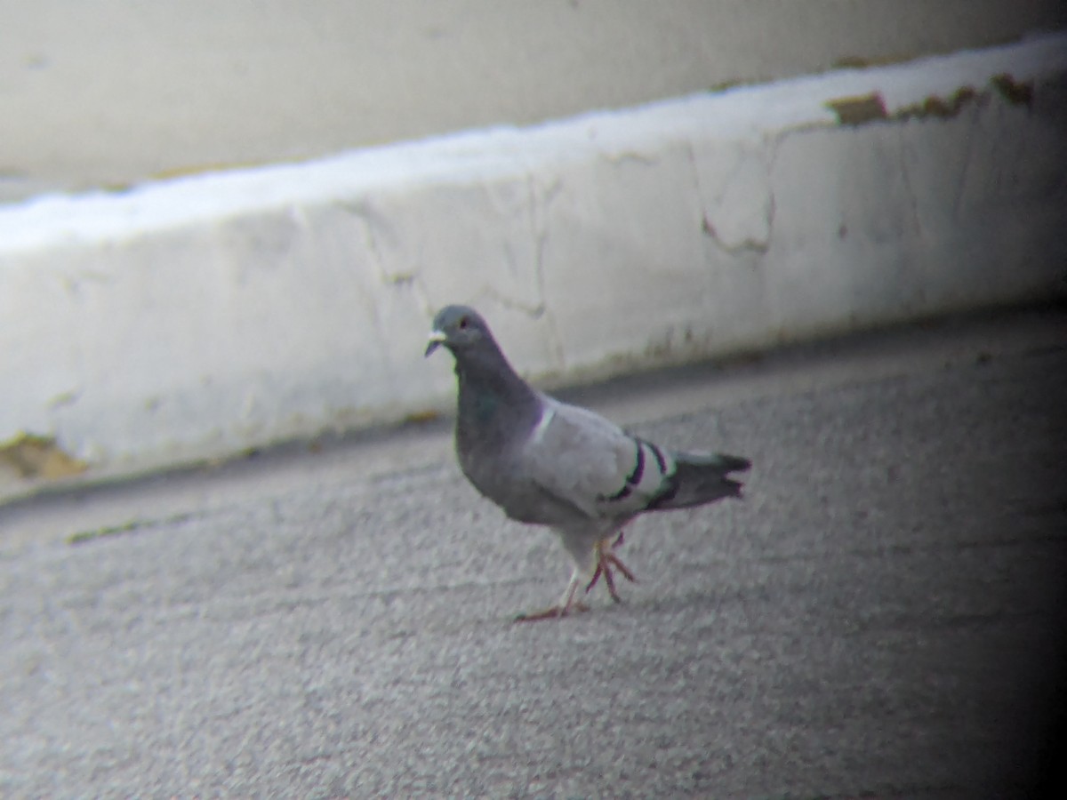 Rock Pigeon (Feral Pigeon) - ML617543324