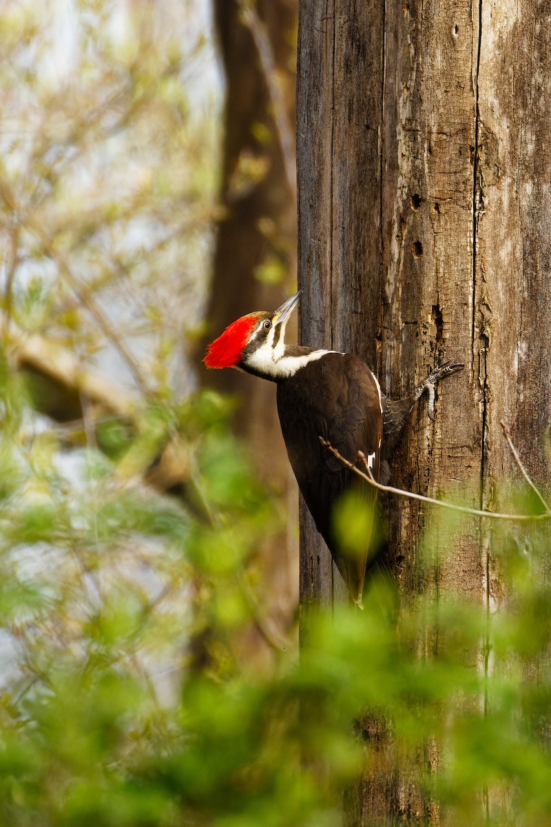 Pileated Woodpecker - Ruogu Li