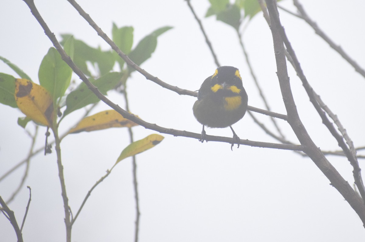 Gold-ringed Tanager - ML617543418