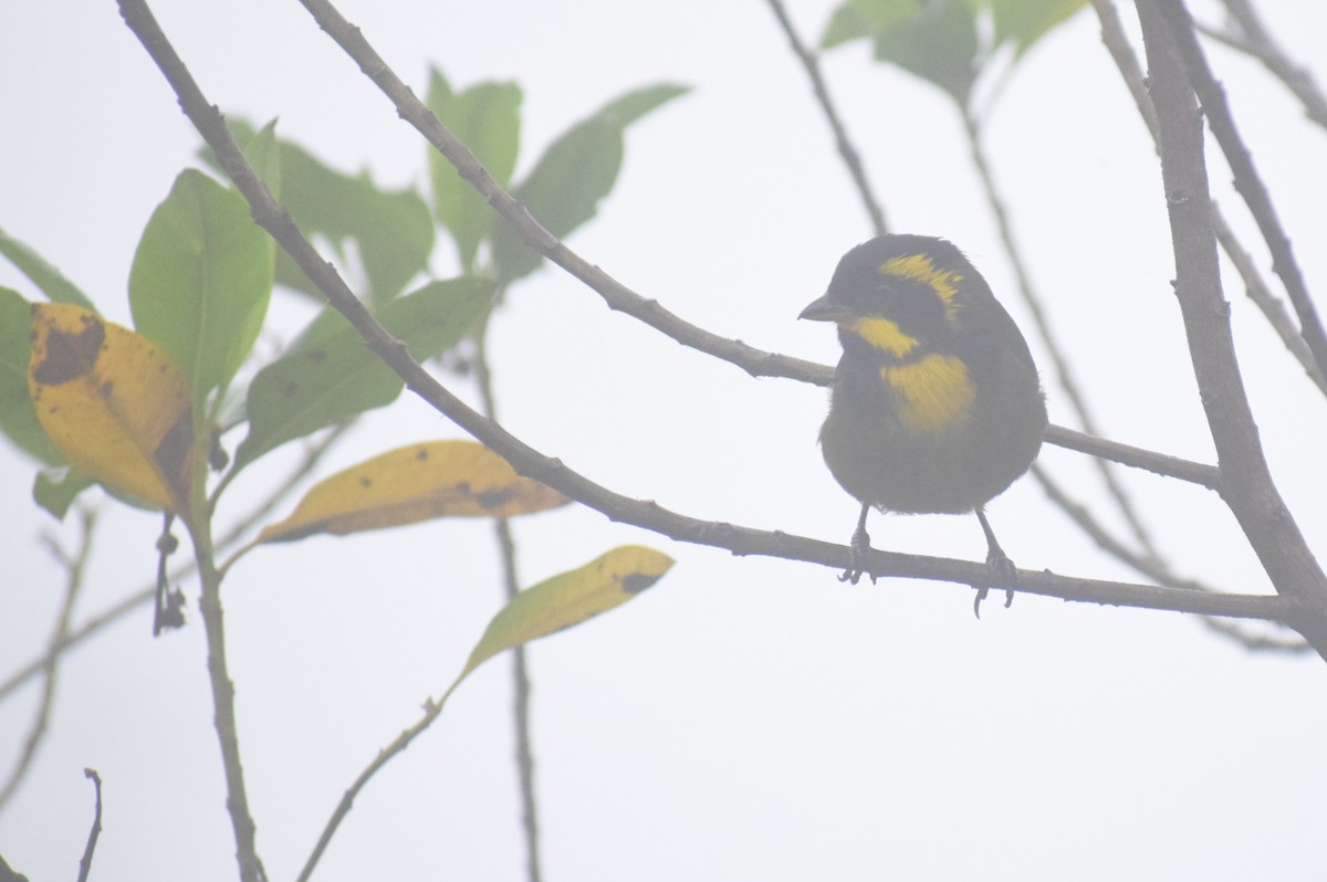 Gold-ringed Tanager - ML617543419
