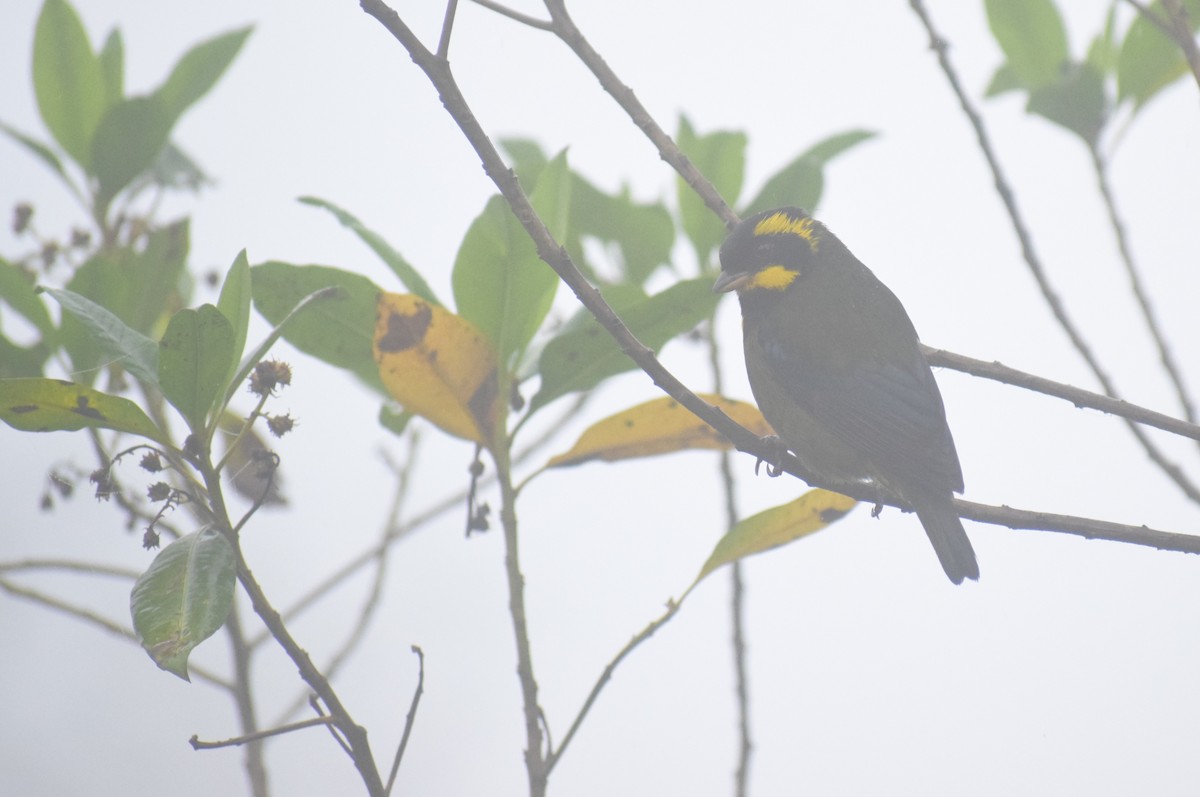 Gold-ringed Tanager - ML617543420