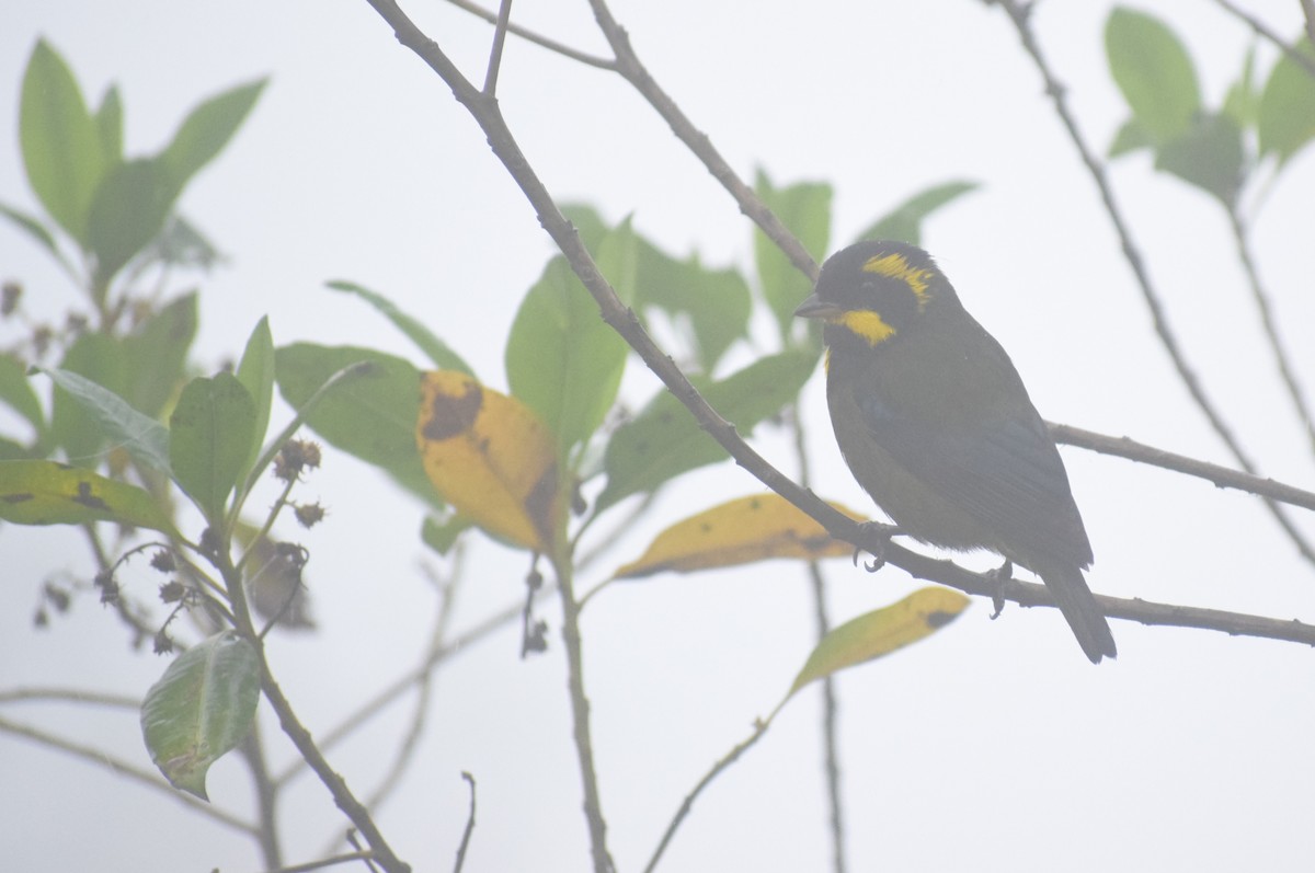 Gold-ringed Tanager - ML617543421