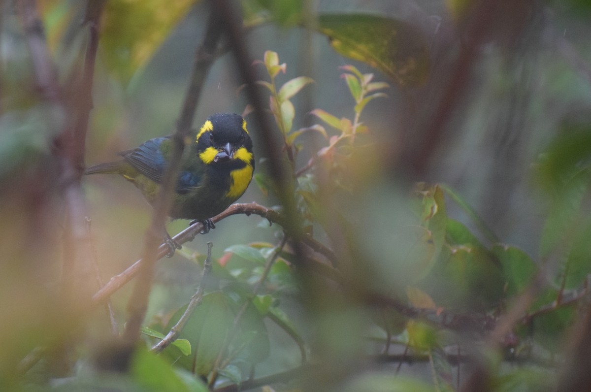 Gold-ringed Tanager - ML617543422