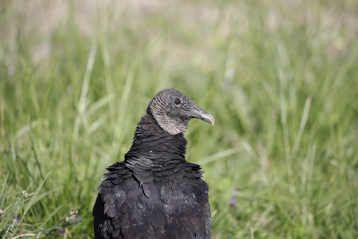 Black Vulture - Robert Snider