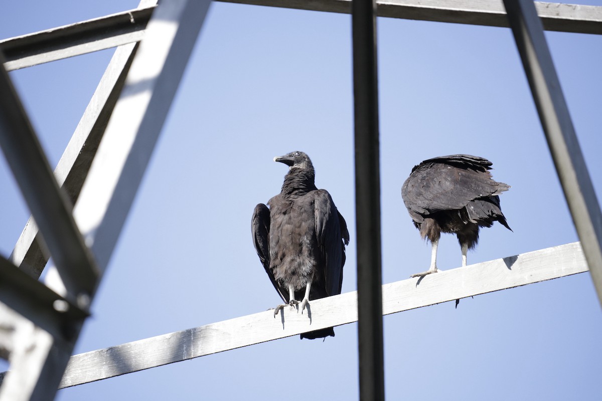 Black Vulture - Robert Snider