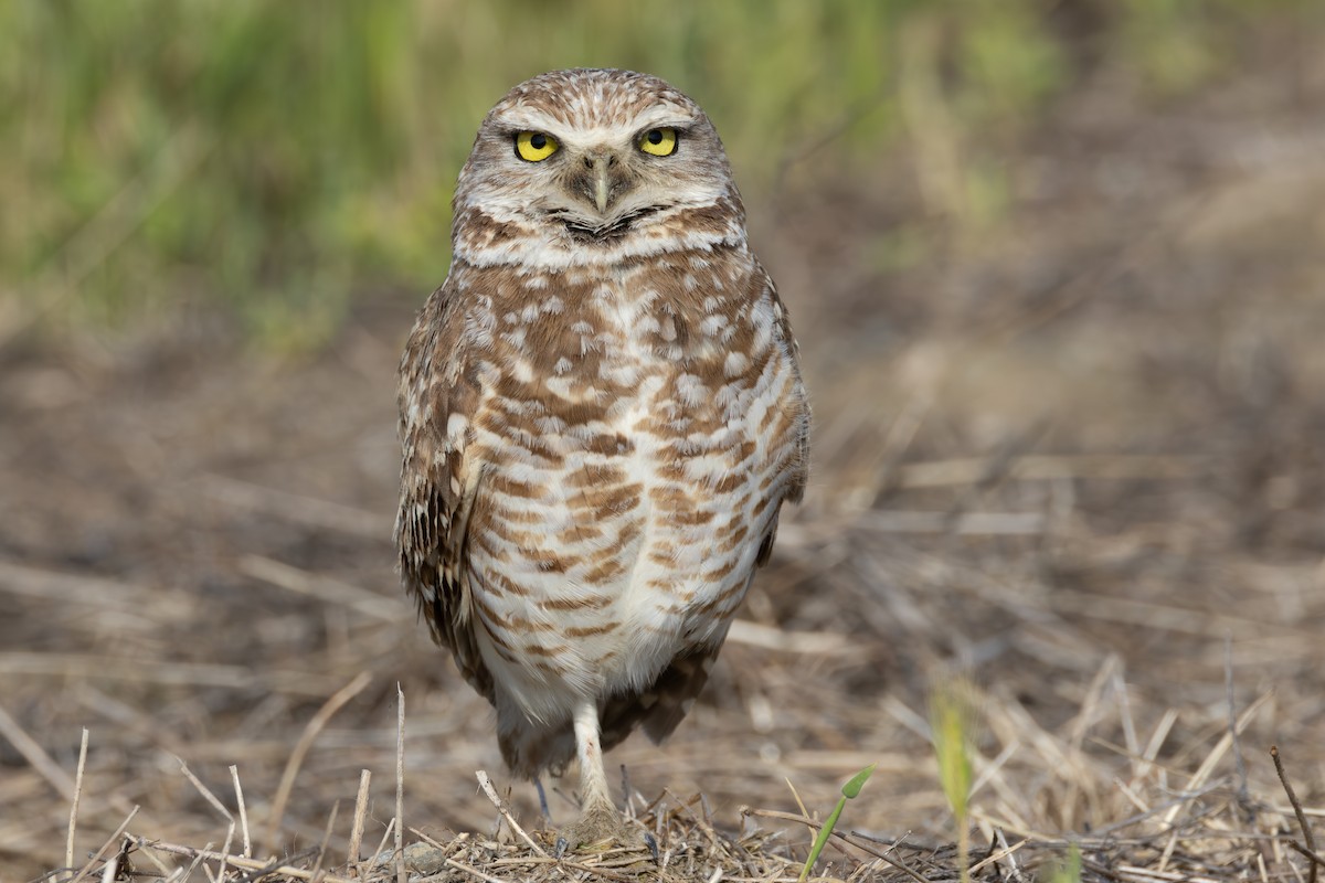 Burrowing Owl - ML617543522