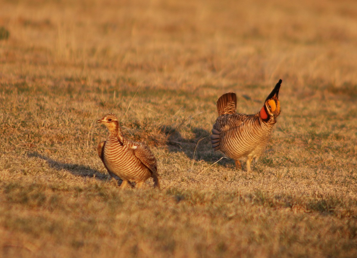 Lesser Prairie-Chicken - Richard Horwitz