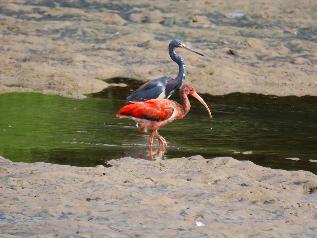 ibis rudý - ML617543701