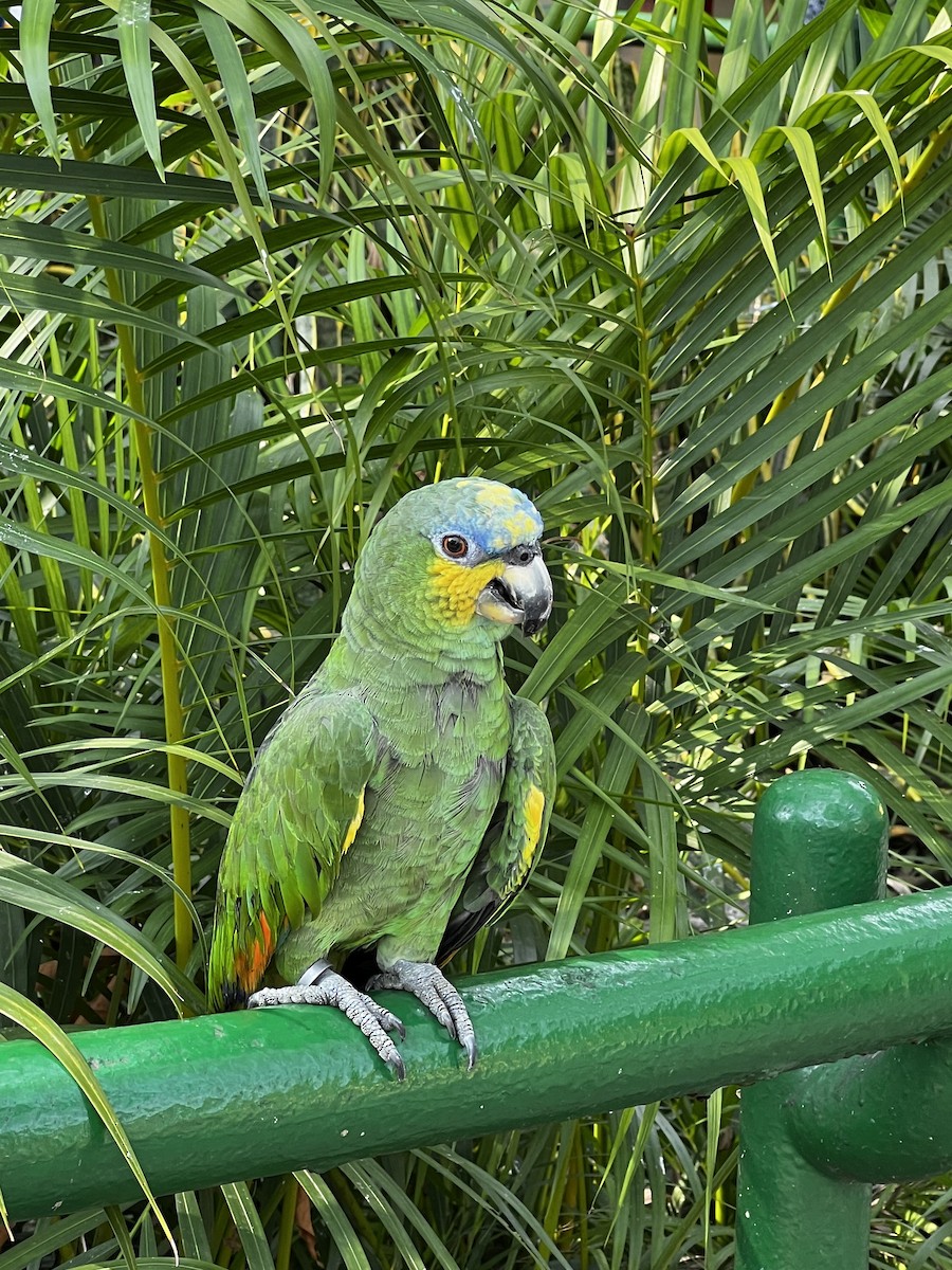 Orange-winged Parrot - Kellie Collier