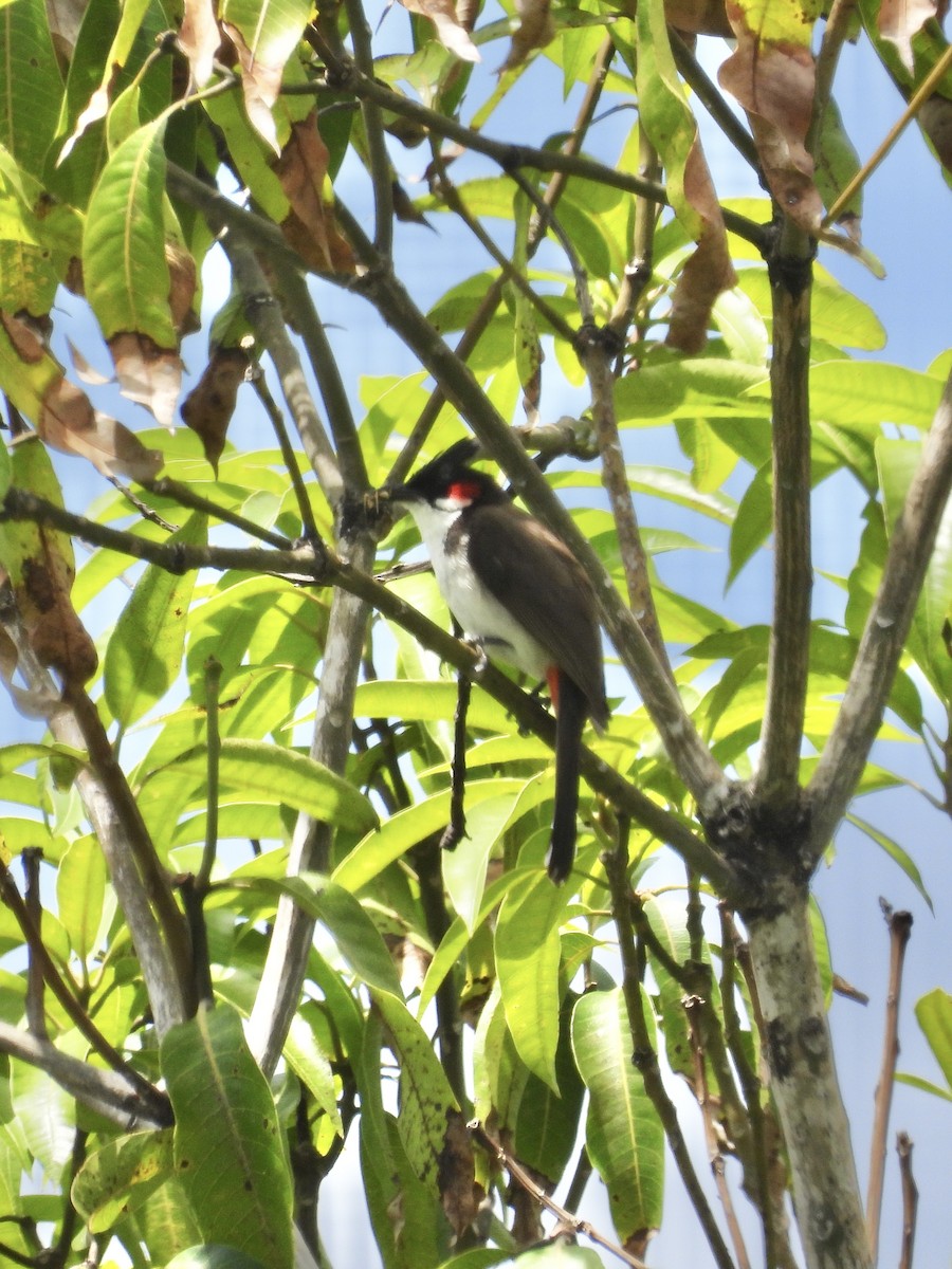 Red-whiskered Bulbul - Tracy Mosebey