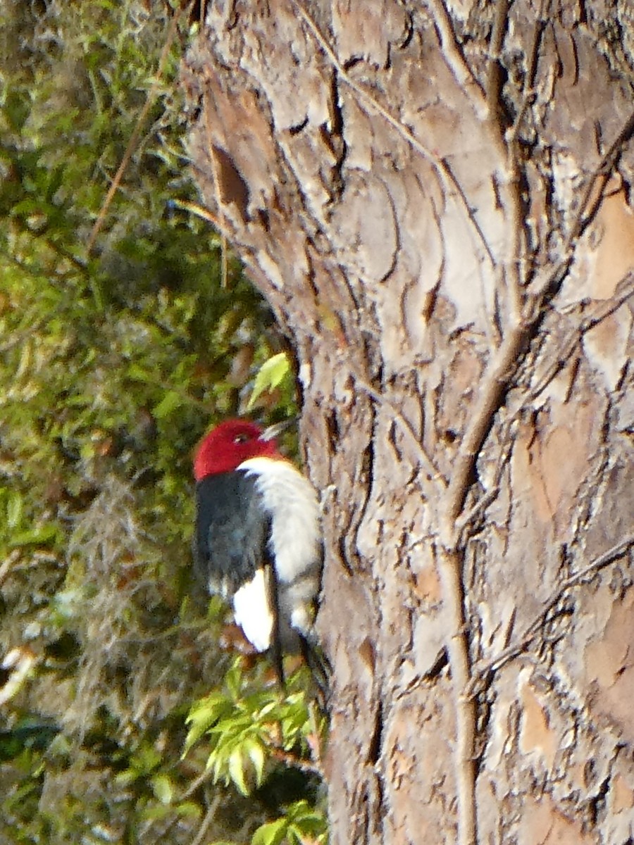 Red-headed Woodpecker - Anne Tews