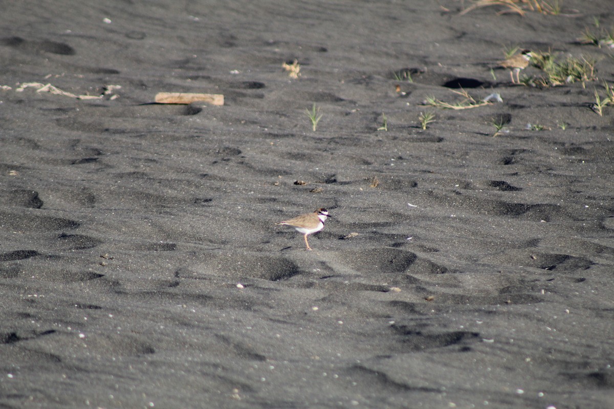 Collared Plover - ML617543822