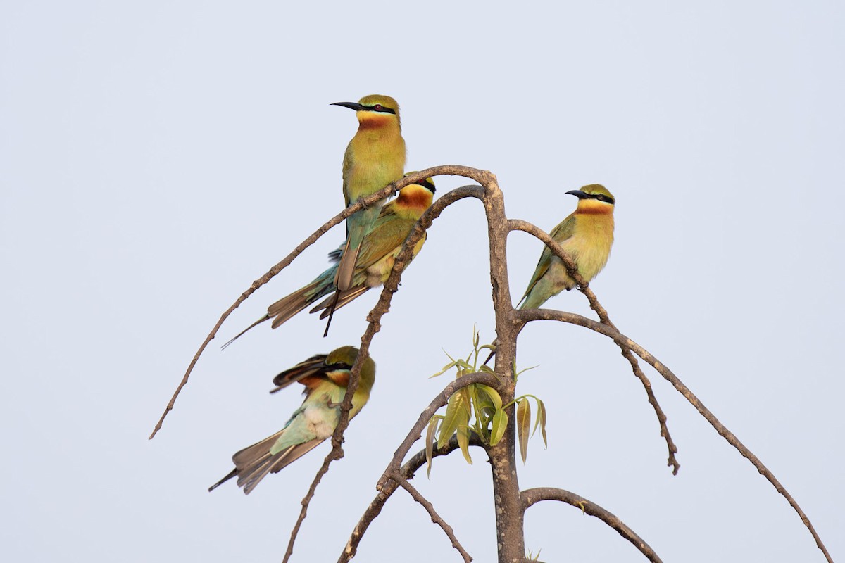 Blue-tailed Bee-eater - ML617543826