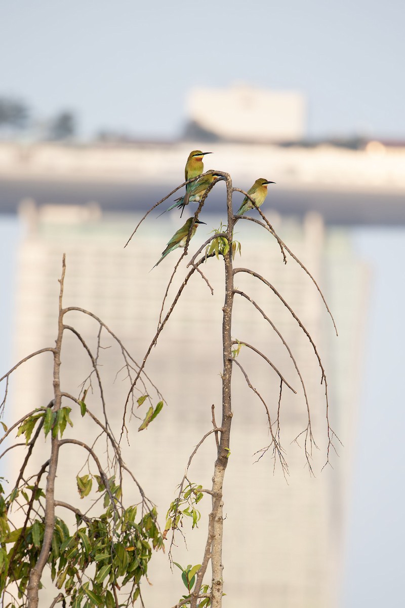 Blue-tailed Bee-eater - ML617543831