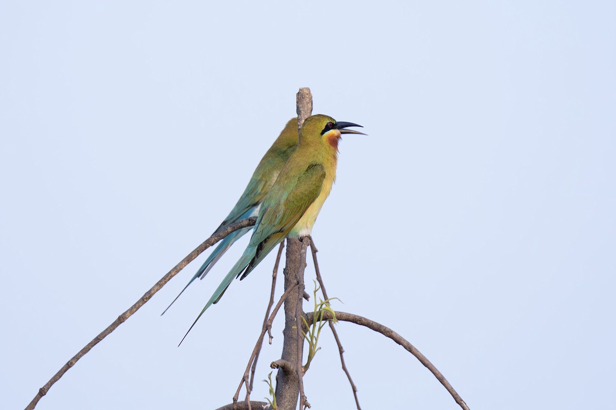 Blue-tailed Bee-eater - ML617543837