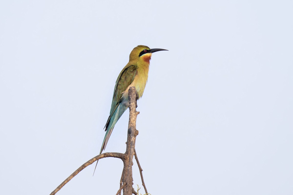 Blue-tailed Bee-eater - ML617543845