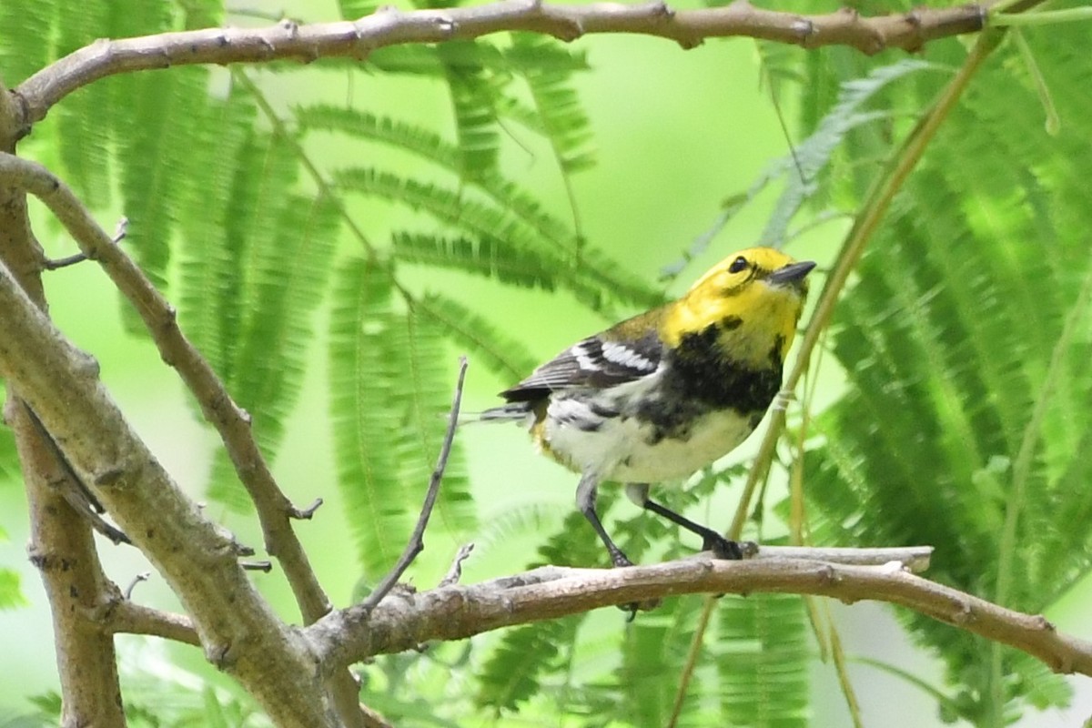 Black-throated Green Warbler - Jen Cookus