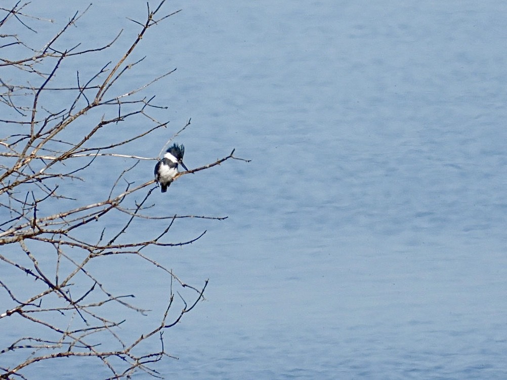 Belted Kingfisher - Rosanne Petrich