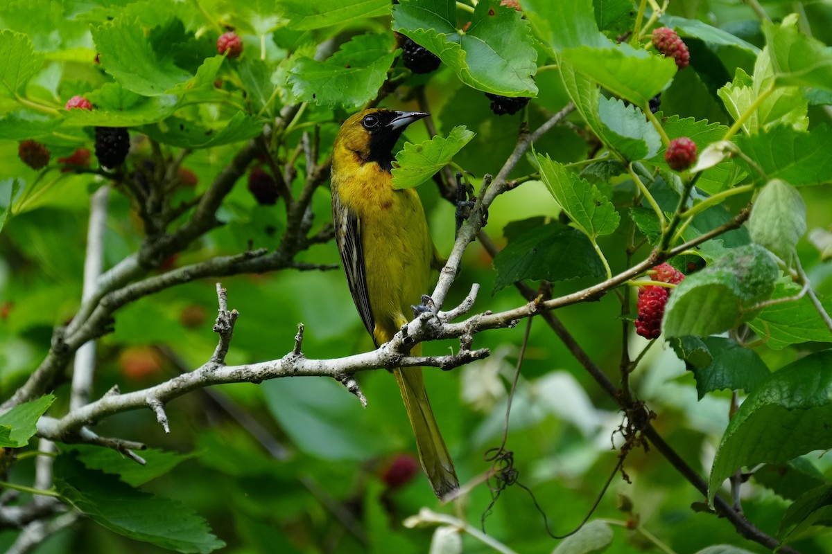 Orchard Oriole - ML617543939