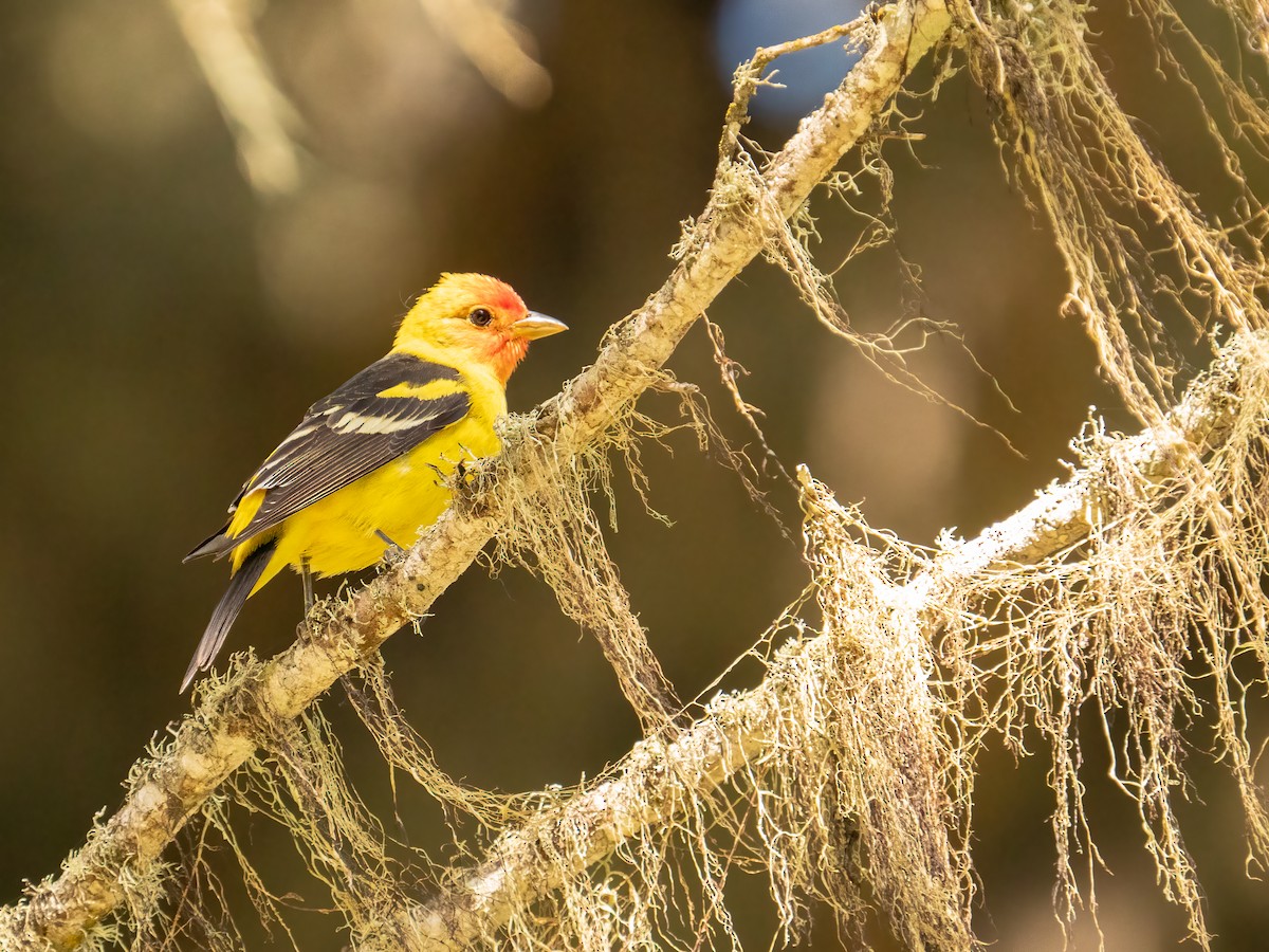 Western Tanager - ML617543941
