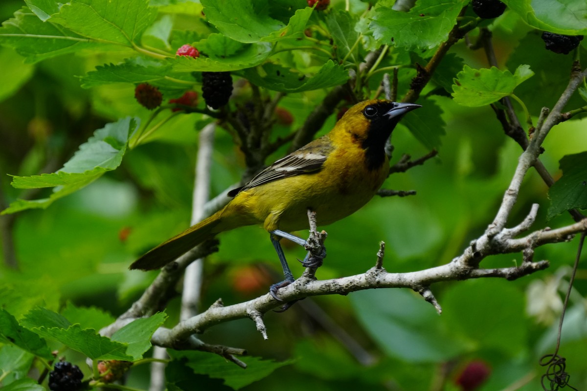 Orchard Oriole - ML617543982
