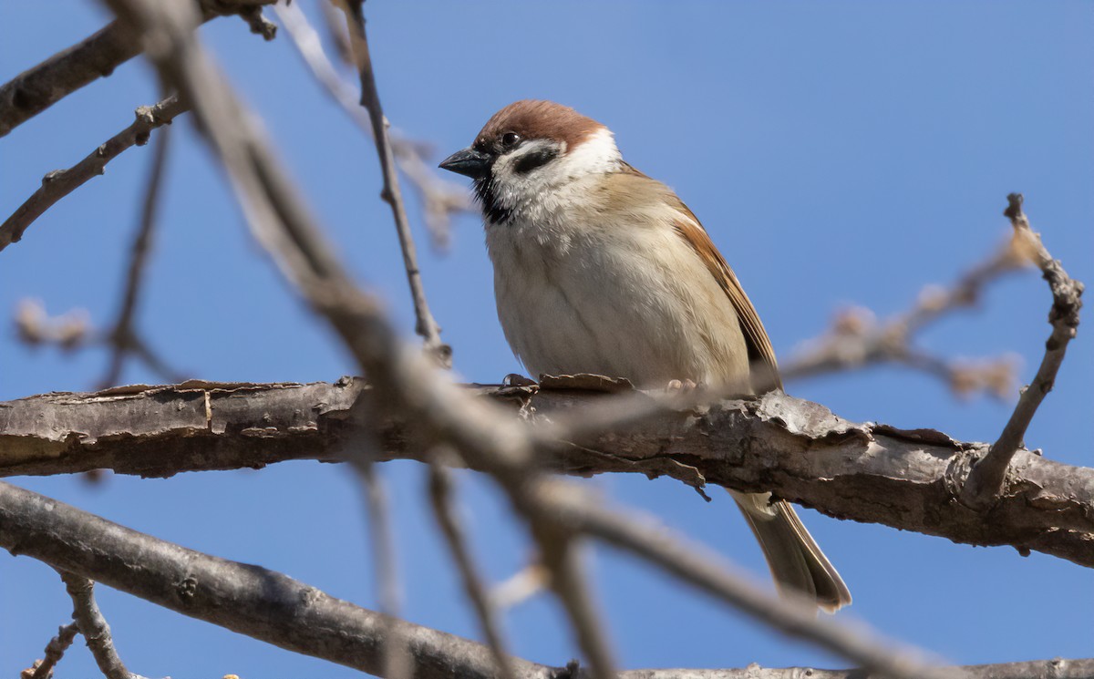 Eurasian Tree Sparrow - Jay Gilliam