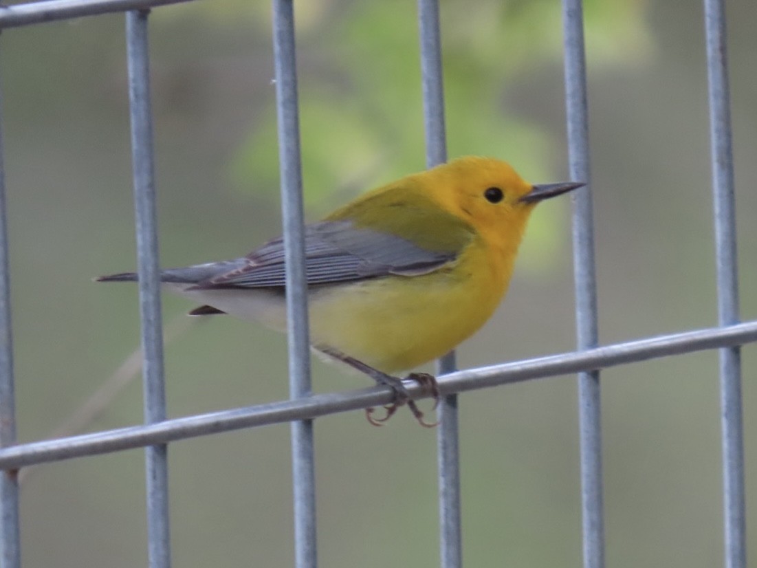 Prothonotary Warbler - ML617544013