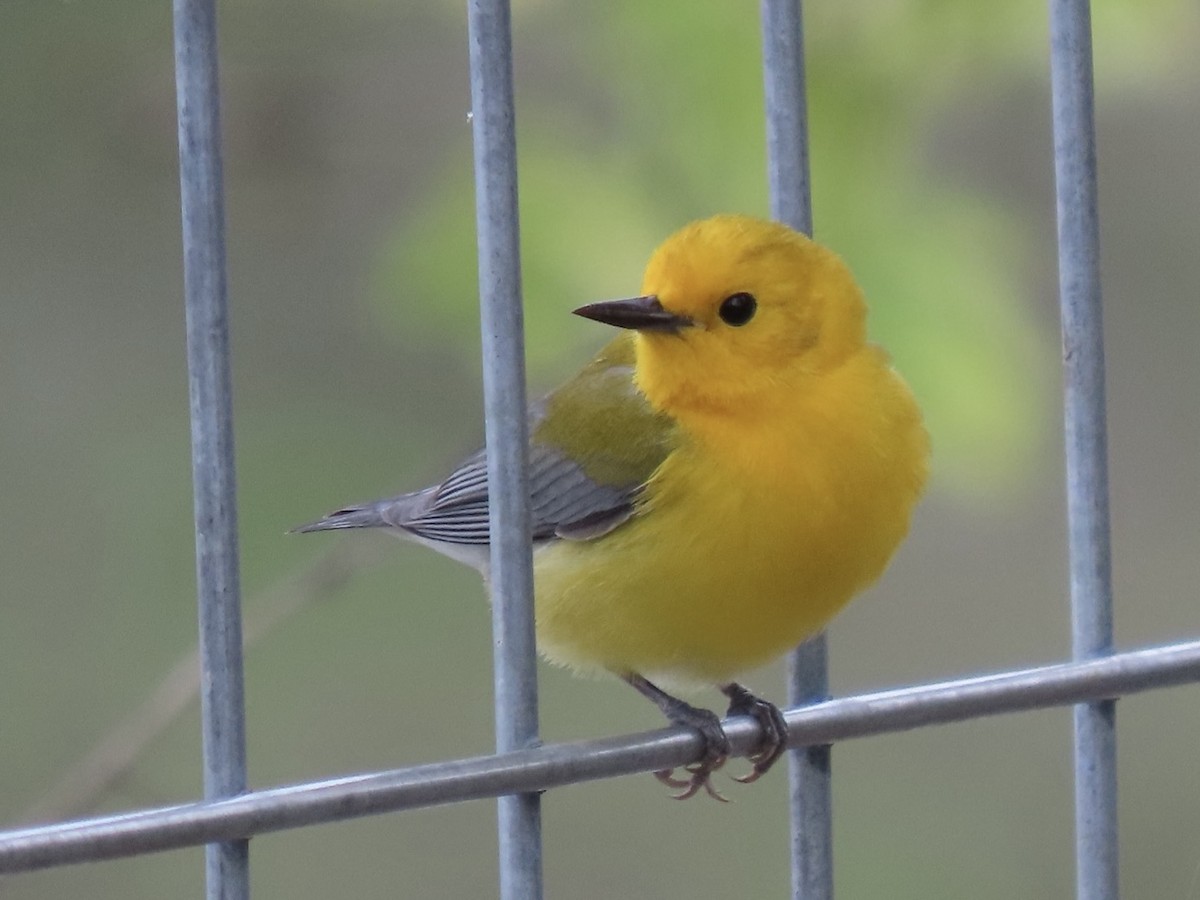 Prothonotary Warbler - ML617544014