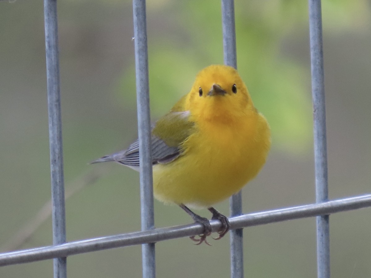 Prothonotary Warbler - Angie Davis