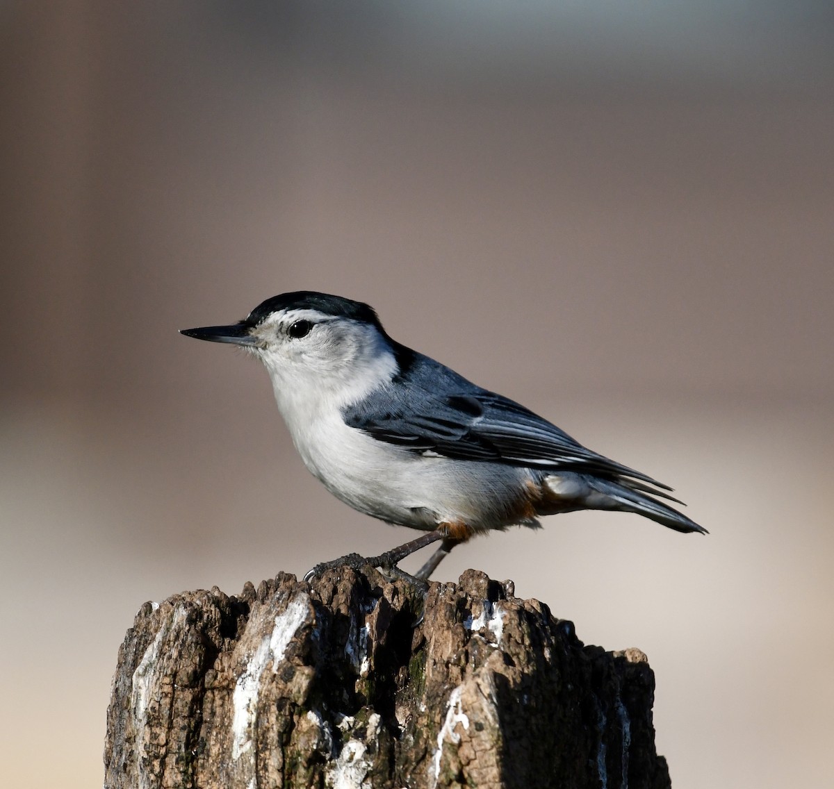White-breasted Nuthatch - ML617544016