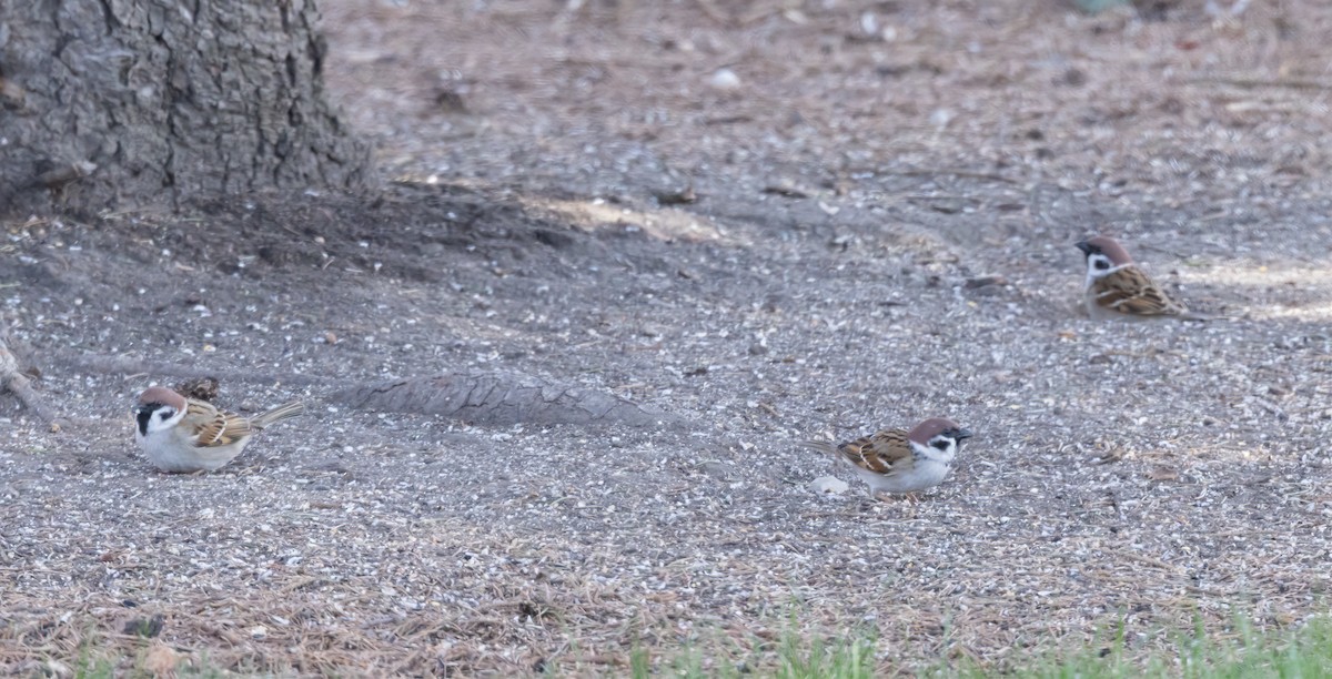 Eurasian Tree Sparrow - ML617544019
