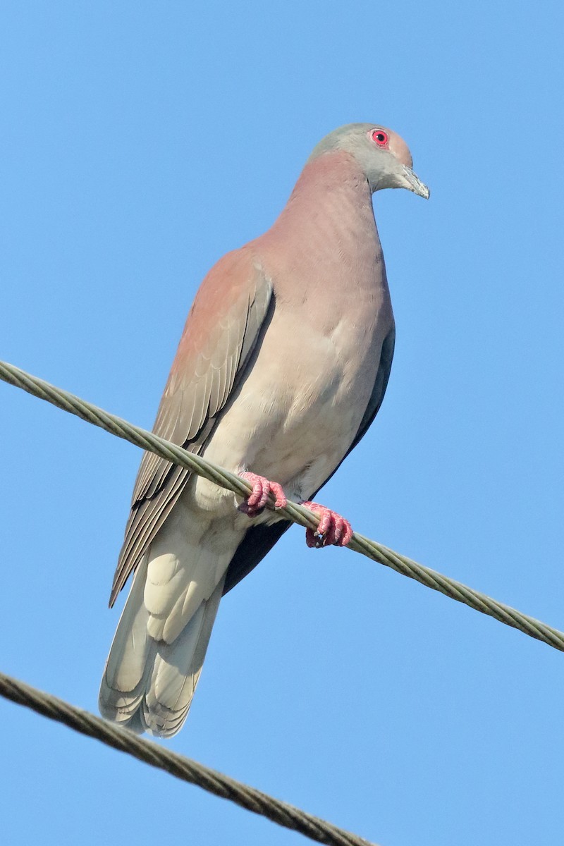 Pale-vented Pigeon - Brano Kovačević
