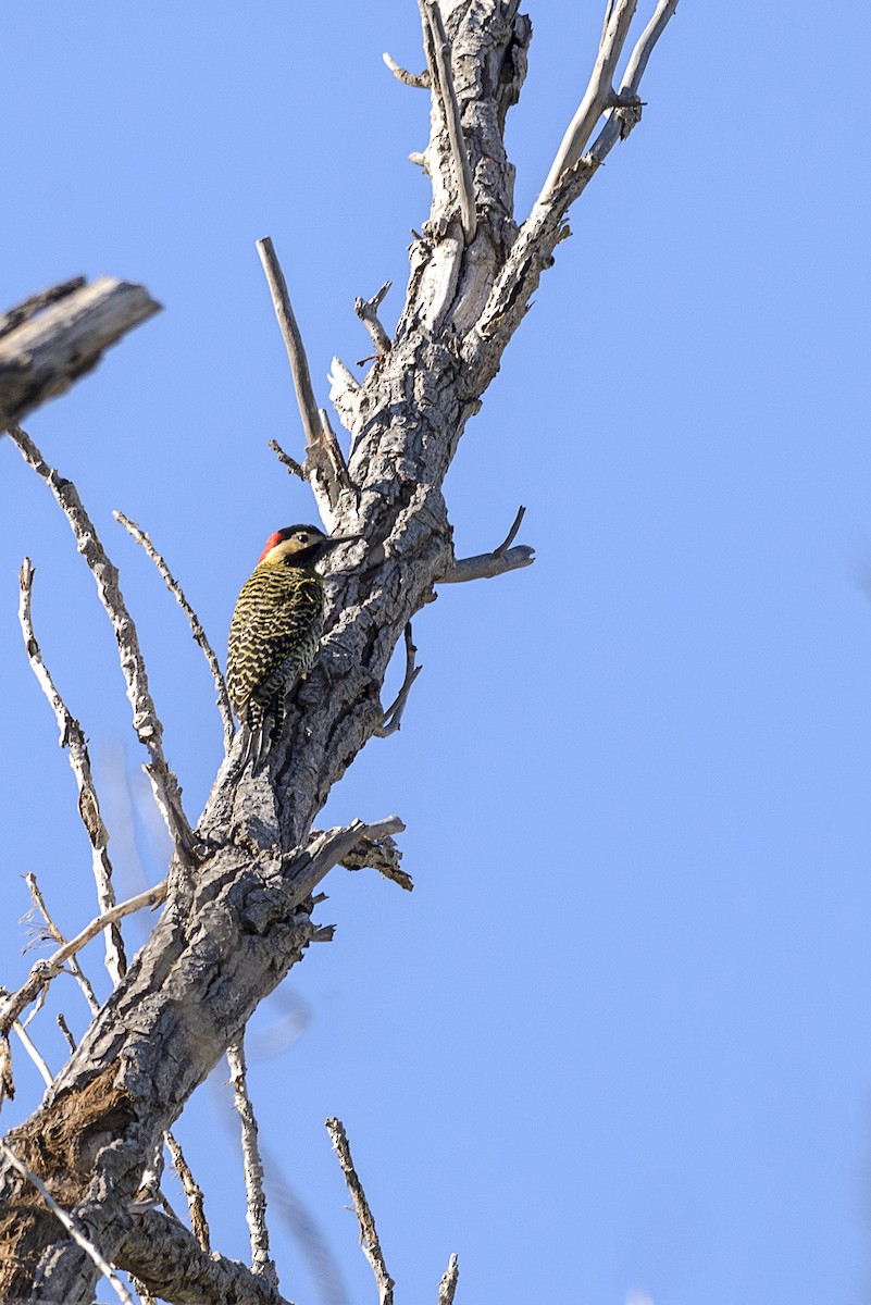 Green-barred Woodpecker - Eduardo Navarro