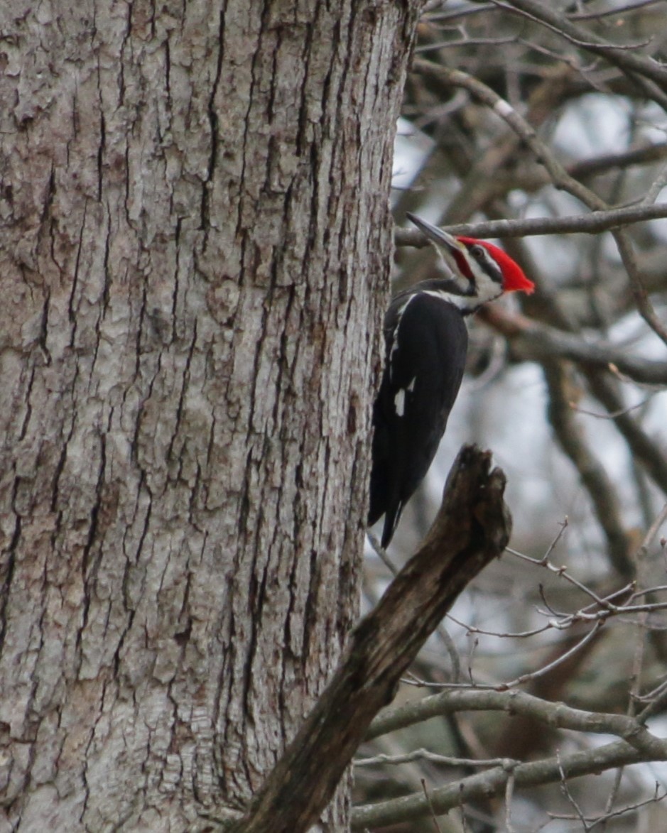 Pileated Woodpecker - Rick Wojcik