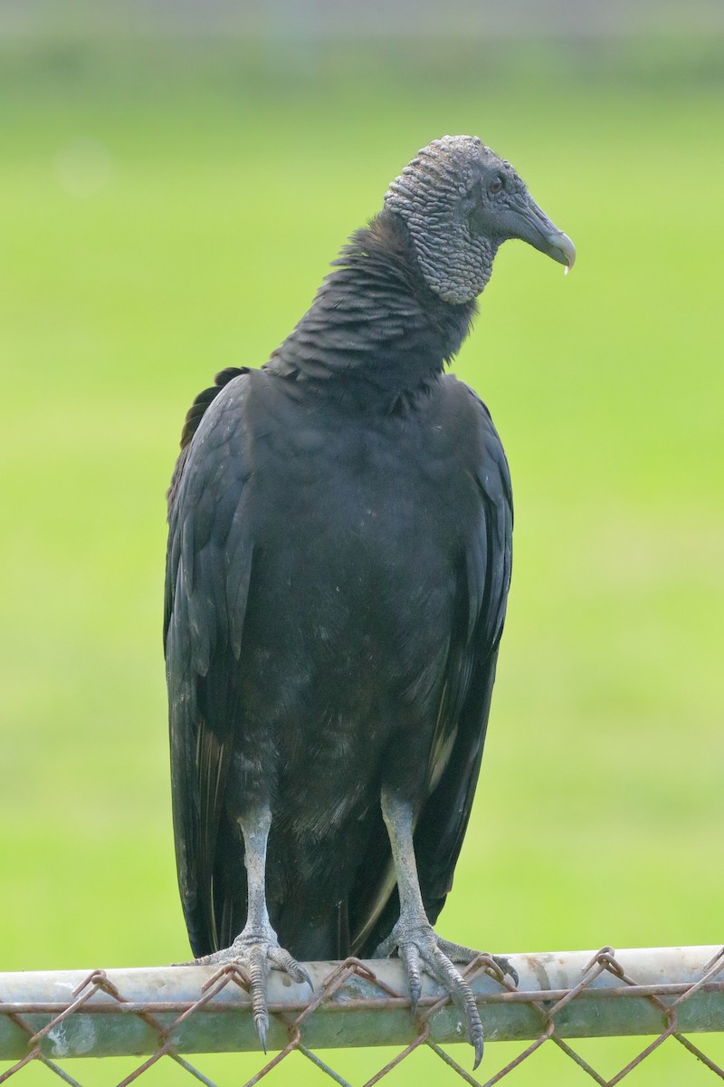 Black Vulture - Brano Kovačević