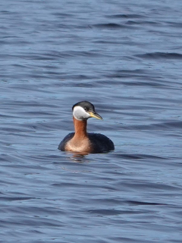 Red-necked Grebe - ML617544190