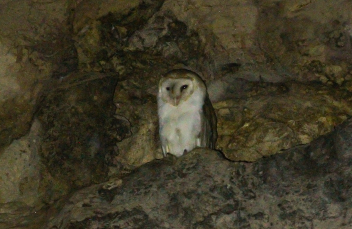 Barn Owl - ML617544200