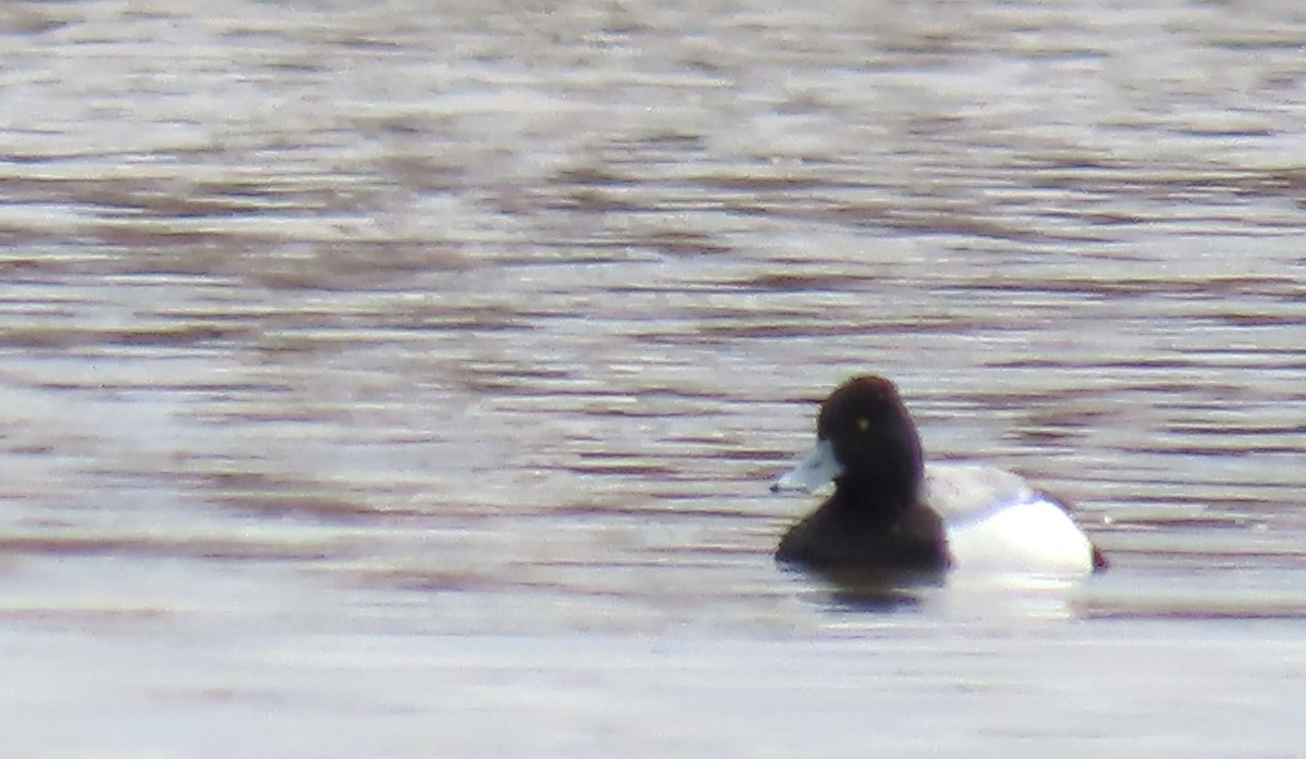 Greater/Lesser Scaup - Maryse Lessard