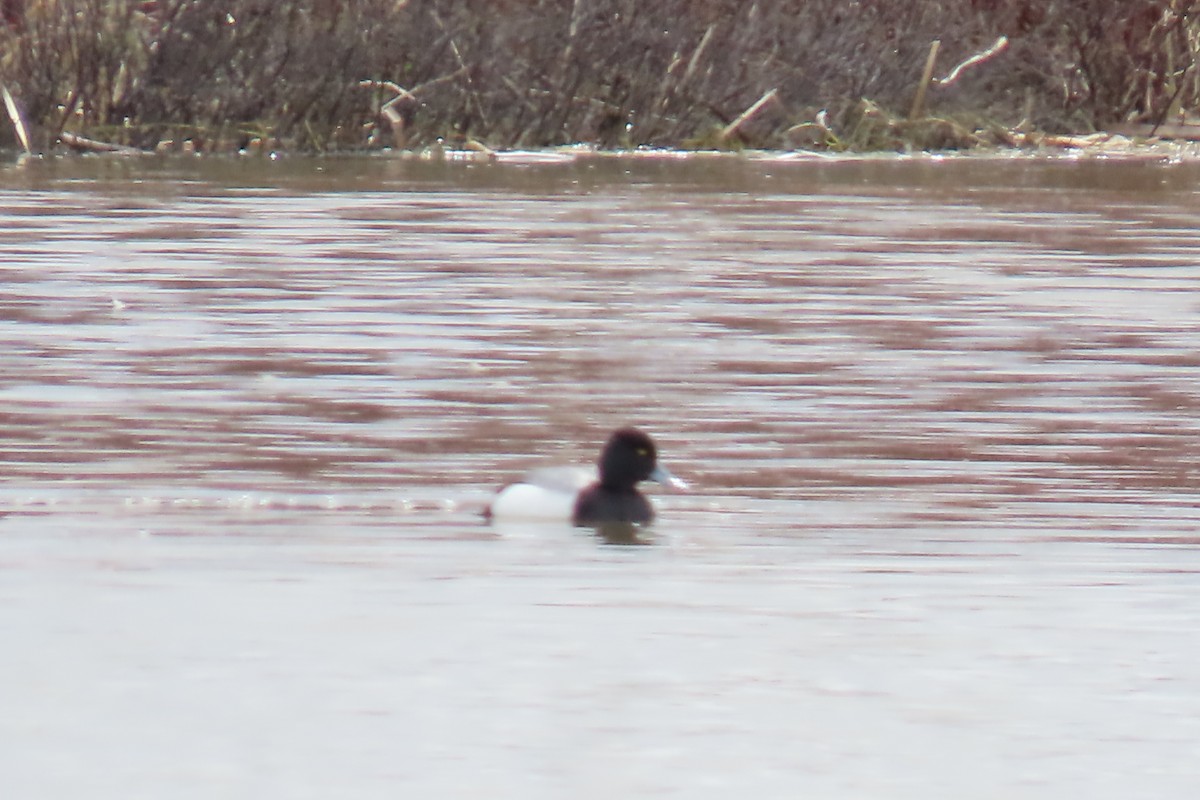 Greater/Lesser Scaup - ML617544285