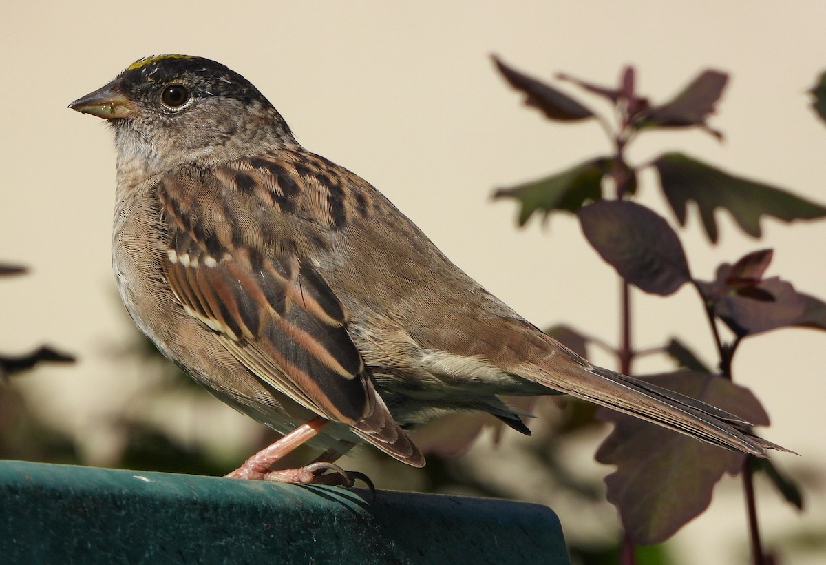 Golden-crowned Sparrow - ML617544353