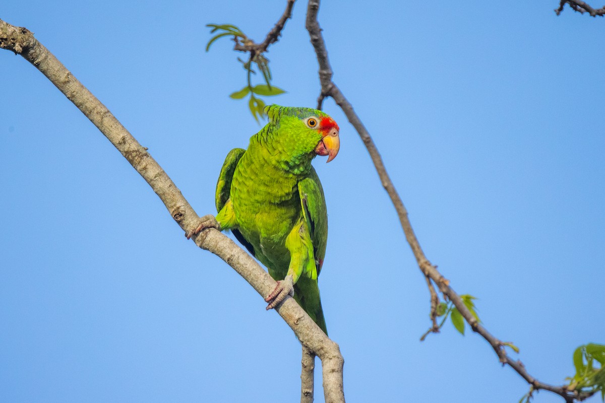 Red-crowned Parrot - ML617544357