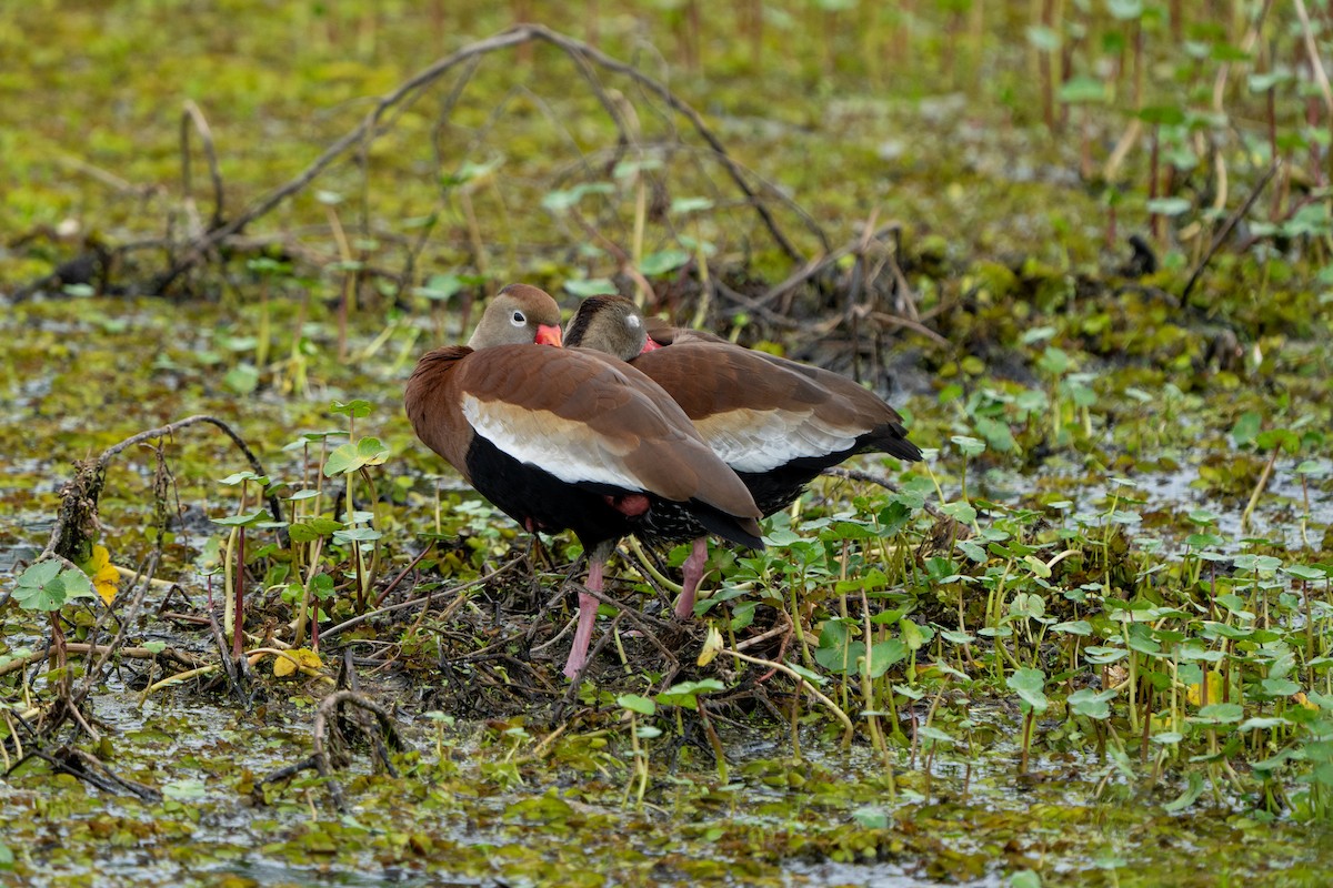 Black-bellied Whistling-Duck - Eric Stone