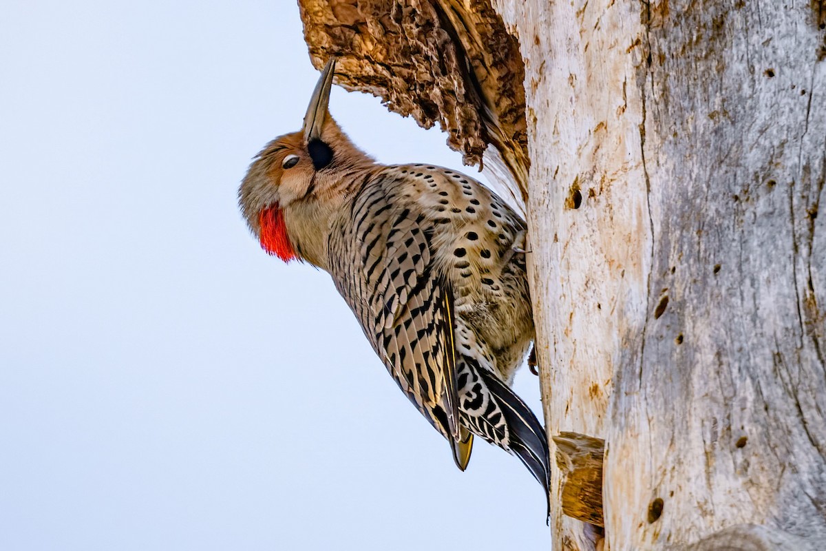 Northern Flicker (Yellow-shafted) - ML617544394
